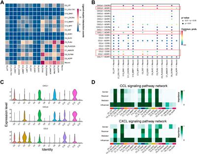 Single-cell RNA sequencing reveals intratumoral heterogeneity and potential mechanisms of malignant progression in prostate cancer with perineural invasion